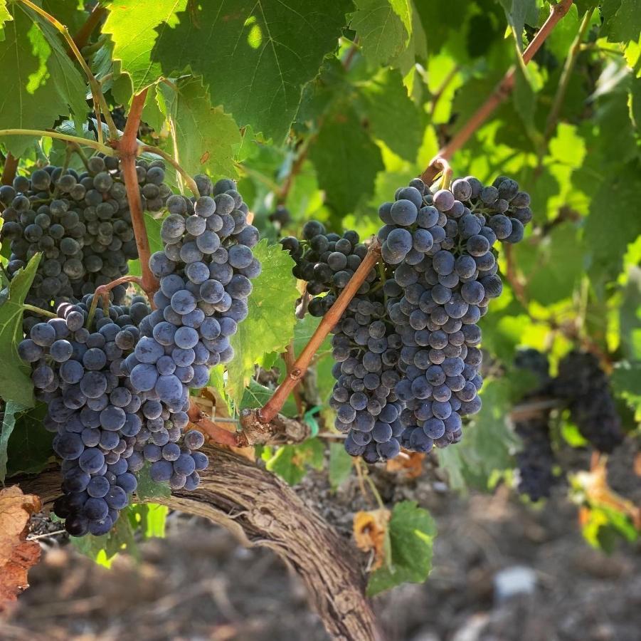Вілла Fattoria Di Magliano Winery Мальяно-ін-Тоскана Екстер'єр фото
