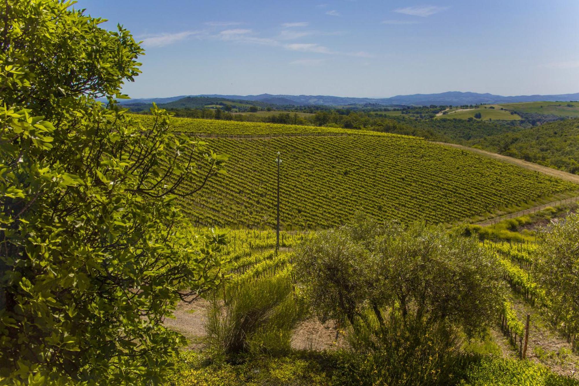 Вілла Fattoria Di Magliano Winery Мальяно-ін-Тоскана Номер фото
