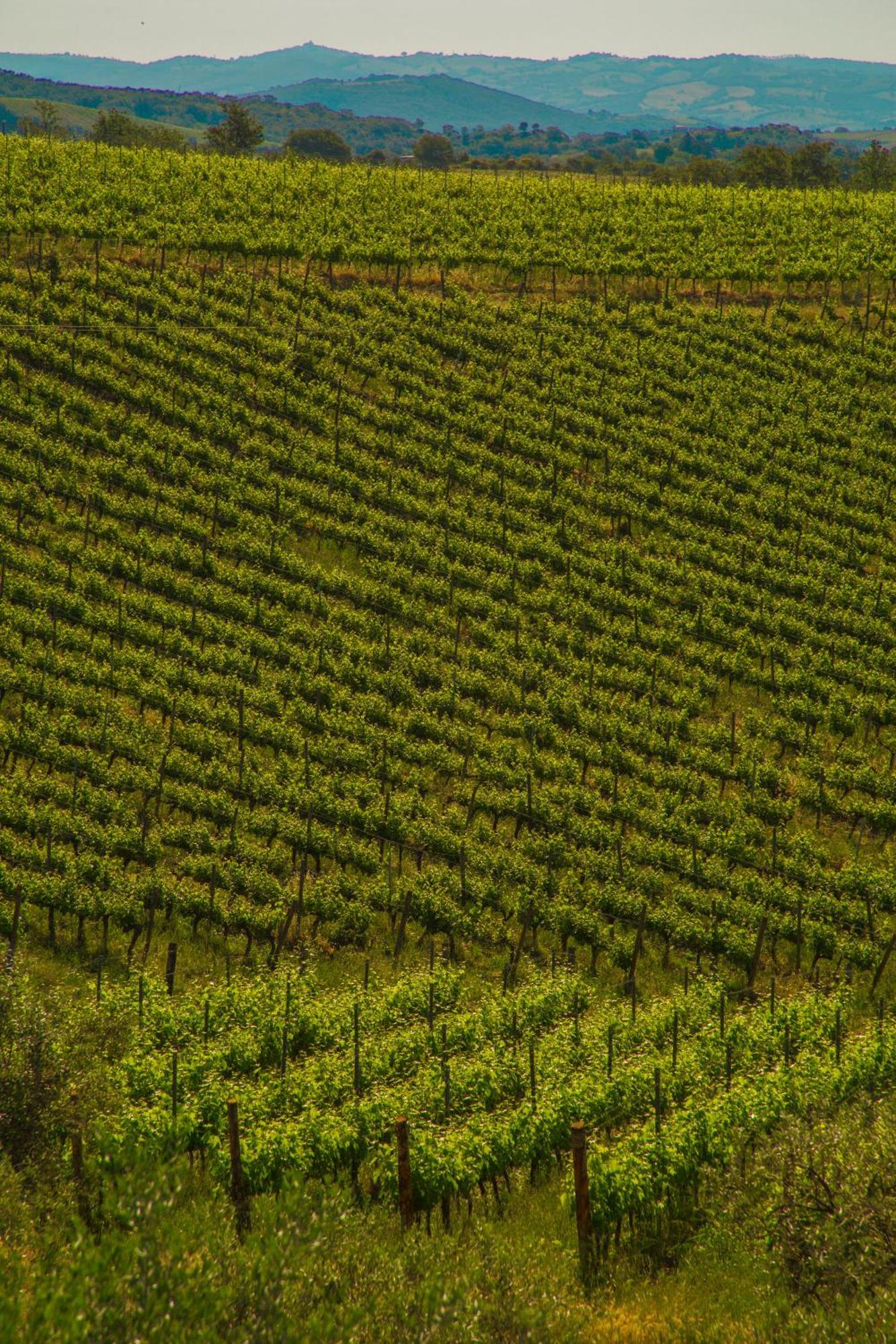 Вілла Fattoria Di Magliano Winery Мальяно-ін-Тоскана Номер фото